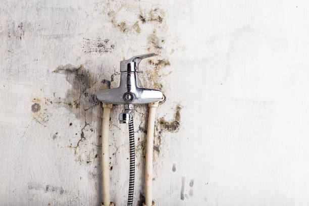 Best Mold Removal Company Near Me  in Garnett, KS