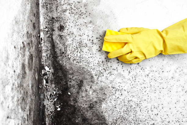 Best Residential Mold Removal  in Garnett, KS