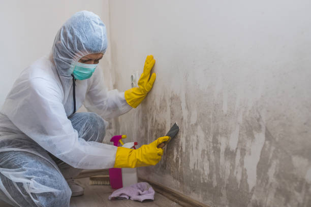 Best Mold Removal Near Me  in Garnett, KS