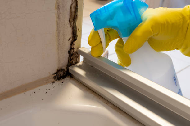 Best Certified Mold Removal  in Garnett, KS