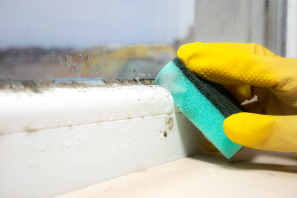 Best Home Mold Removal  in Garnett, KS