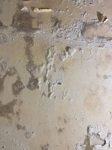 Best Office Mold Removal Services  in Garnett, KS