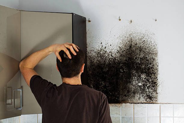 Best Mold Remediation  in Garnett, KS